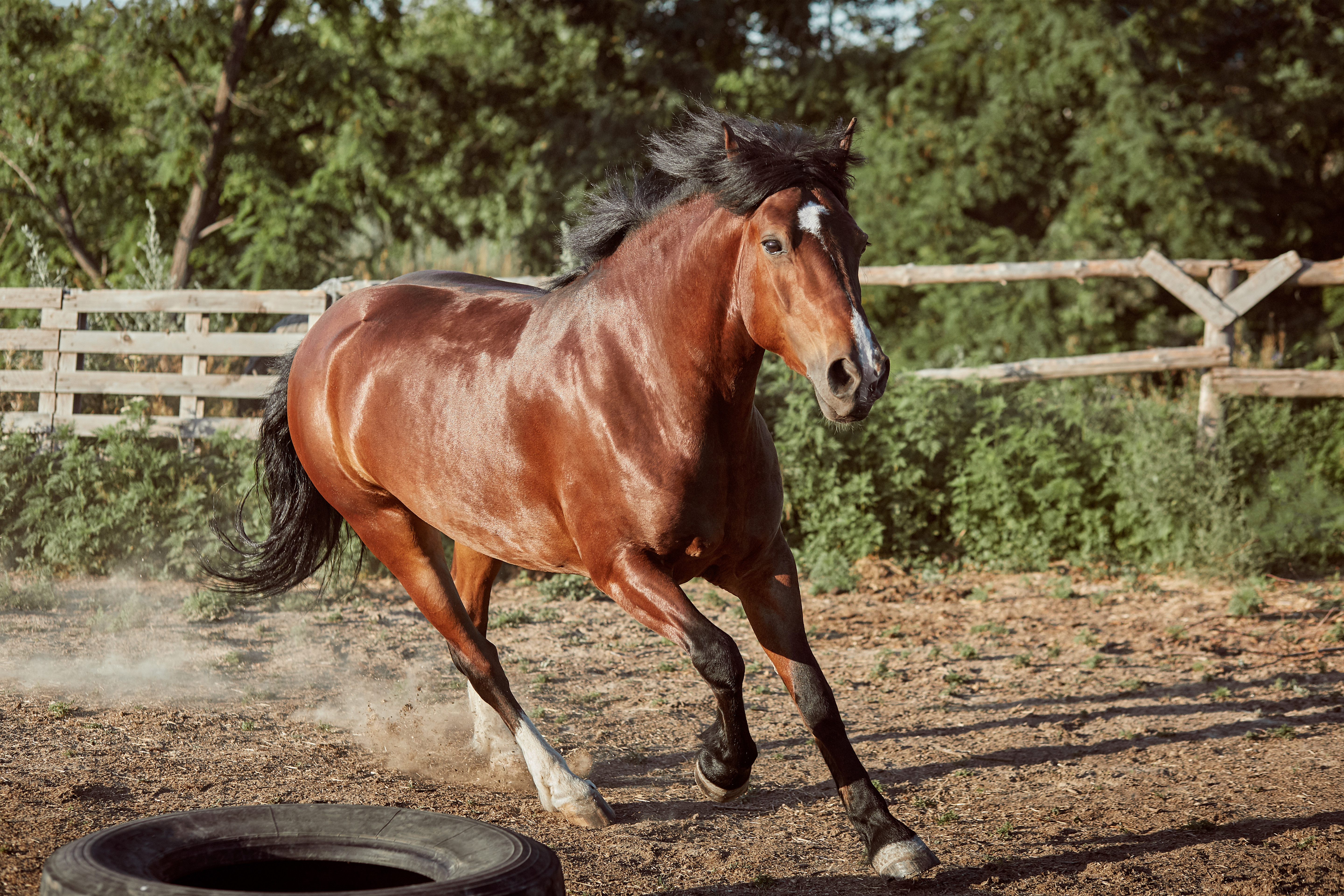 caballo