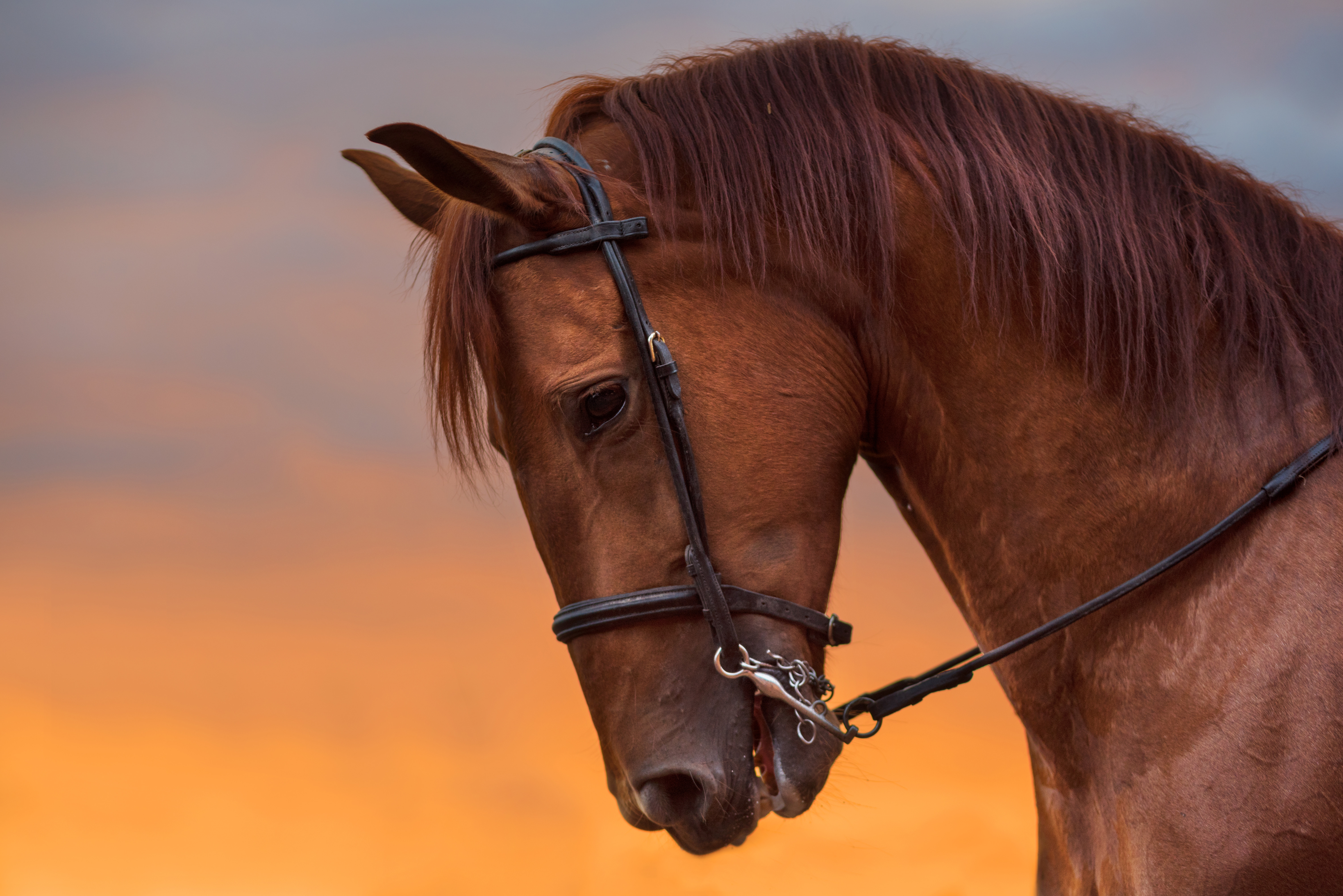 Caballo caballo